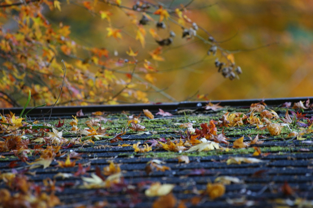 屋根上の落葉と苔