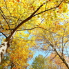 秋の森4