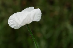 白い花