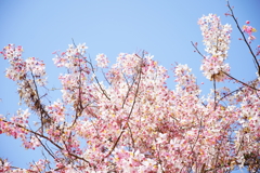 DSC01737