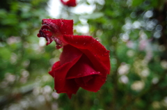 雨の日の薔薇