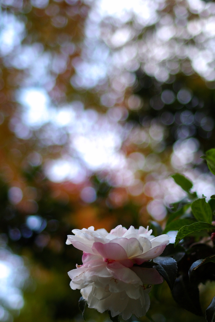 花。。