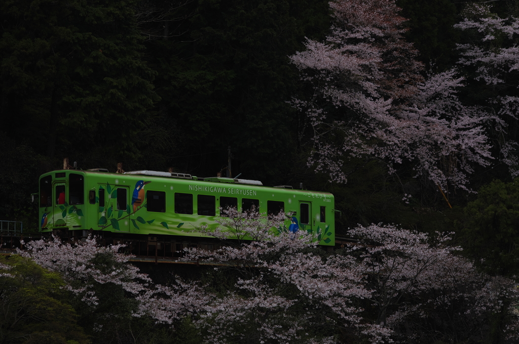 清流線と桜（2）