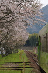 清流線と桜（1）