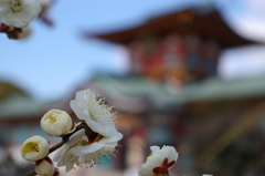 防府天満宮の梅