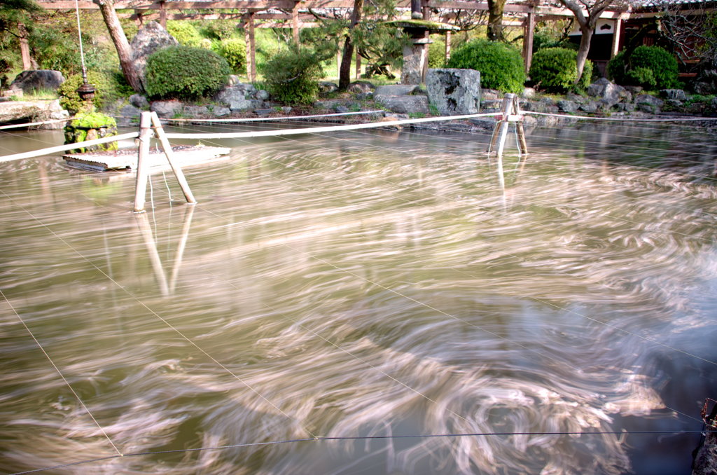 花びら遊び