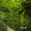 新緑の参道