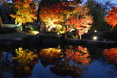 11月1８日　好古園モミジ 　 