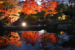 11月1８日　好古園モミジ 　 