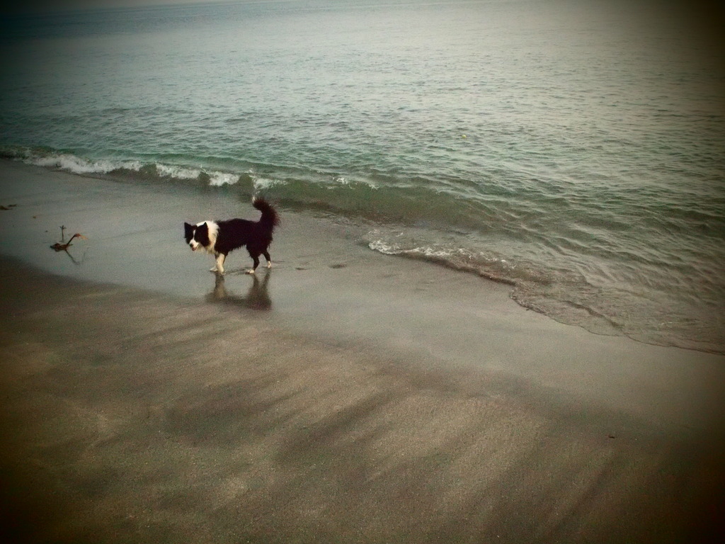 それでも海が好きだから