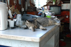 cat
