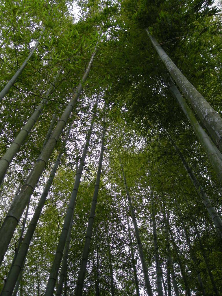竹やぶ　長谷寺