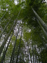 竹やぶ　長谷寺
