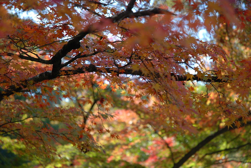 紅葉　京都