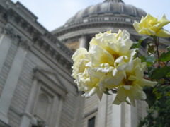 flowers,back:St Paul's Cathedral