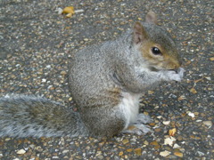 squirrel