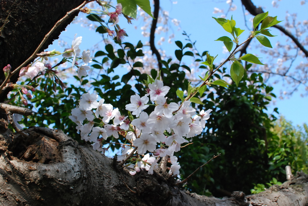 桜