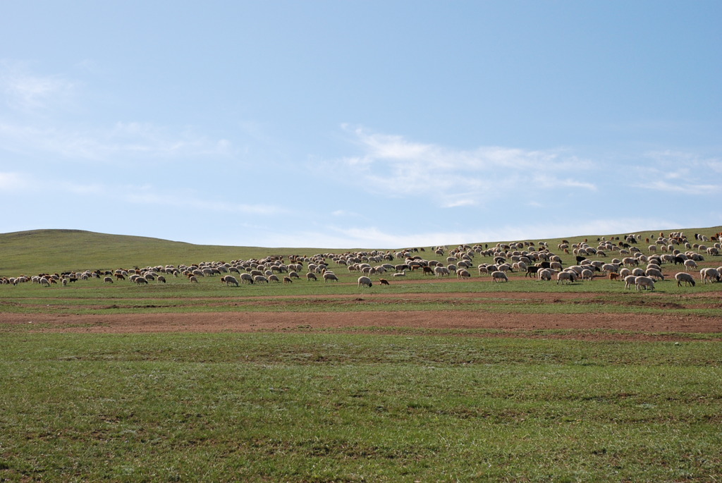 羊 in Mongolia