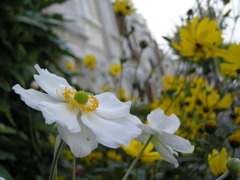 flowers in London