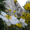 flowers in London