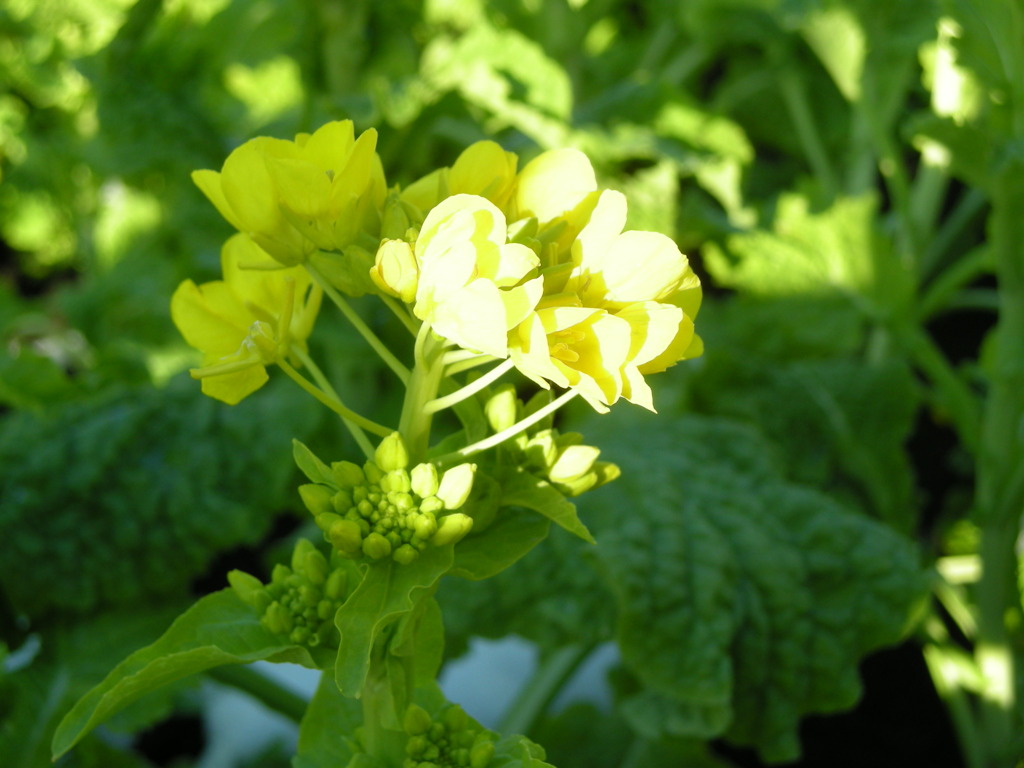 flower