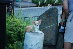チワワ