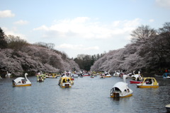 井の頭公園