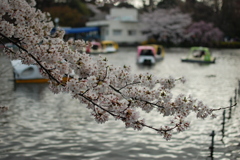 井の頭公園　桜