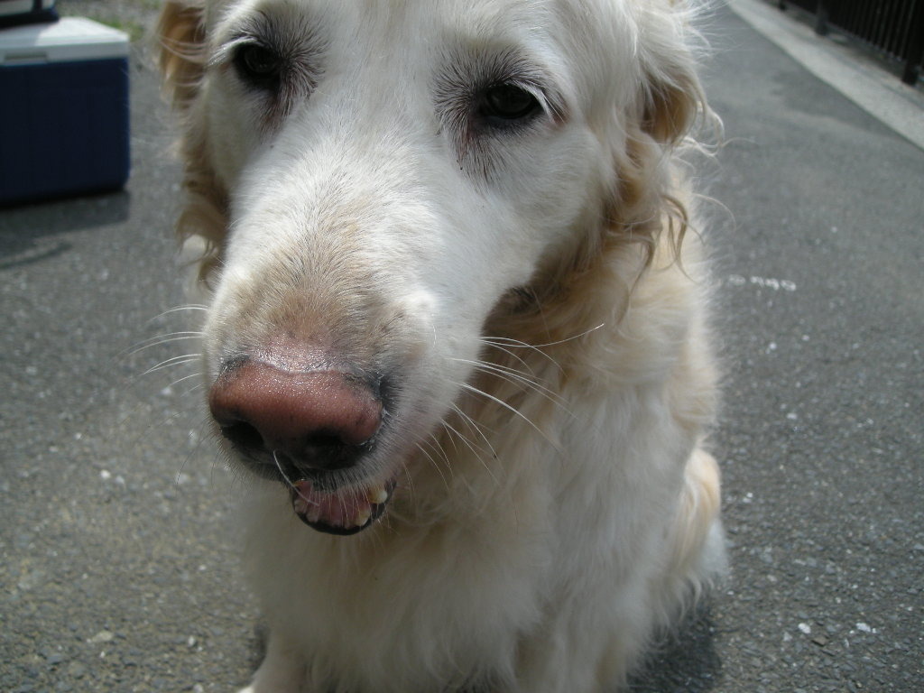 Dog: Jasmine
