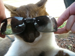 cat with sunglasses