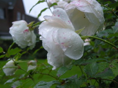 flower with waterdrop