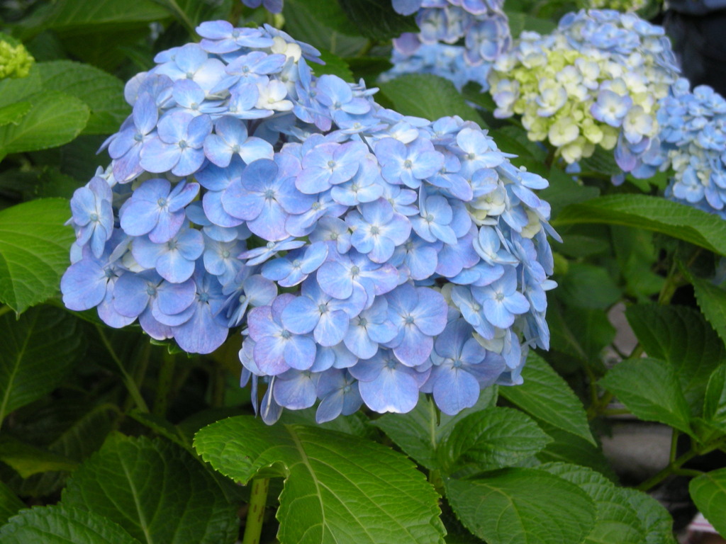 紫陽花　長谷寺