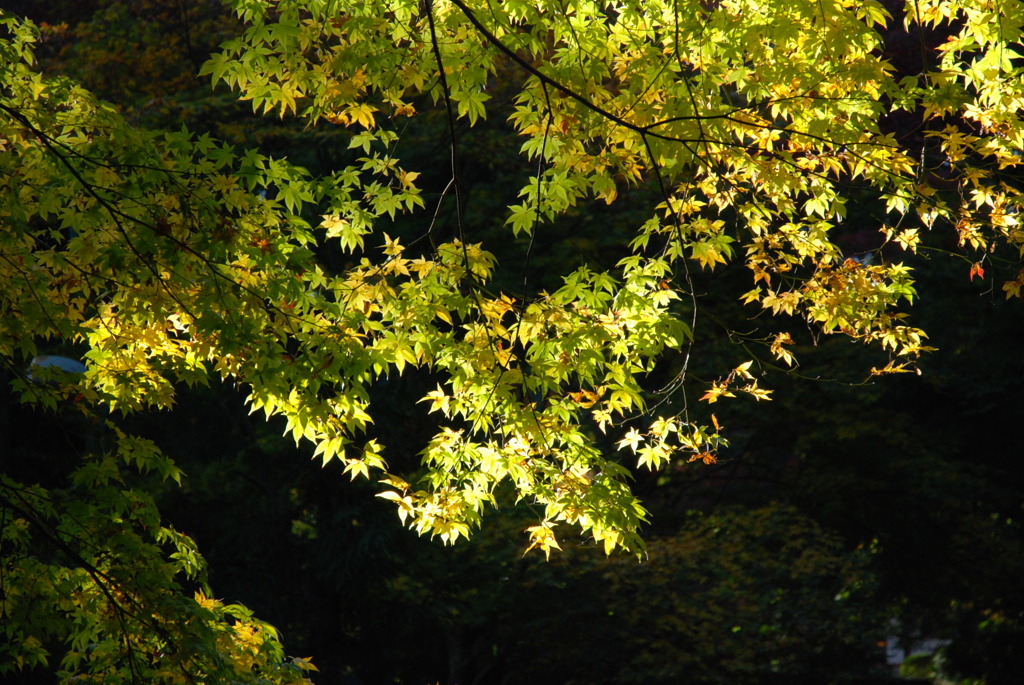 紅葉
