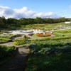 秋の花壇ビュー