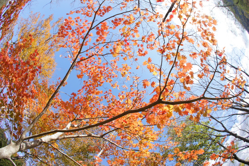 2016紅葉-F.E