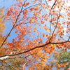 2016紅葉-F.E