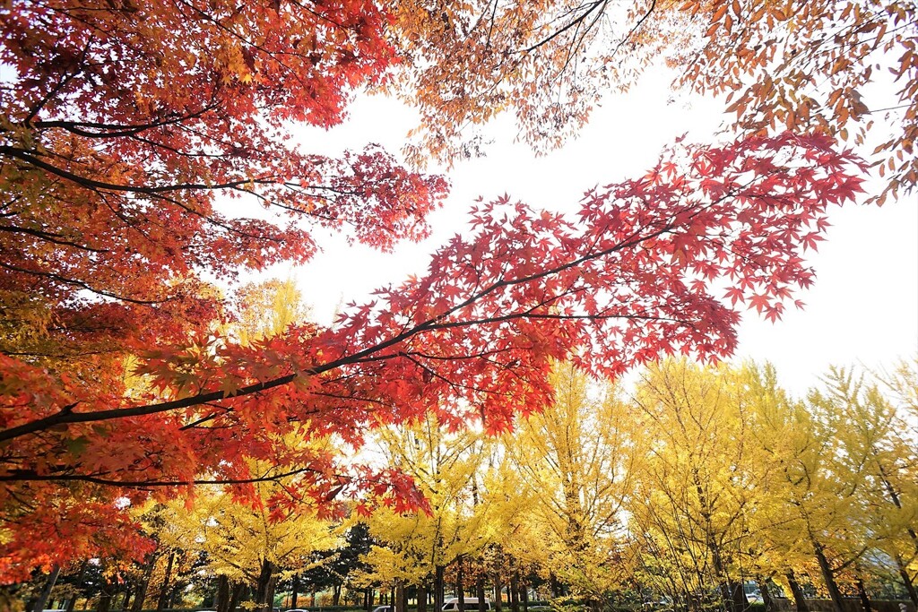 秋景－紅葉