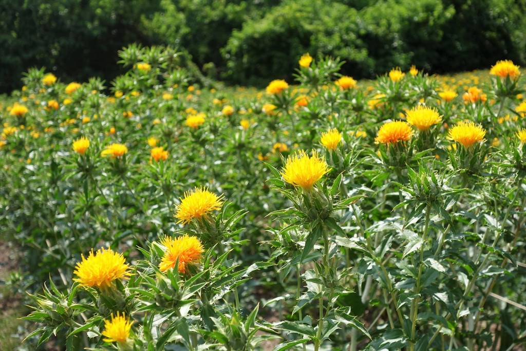 初夏の花