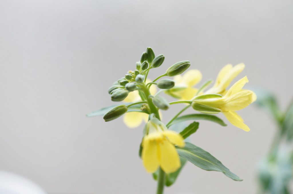 キャベツの花