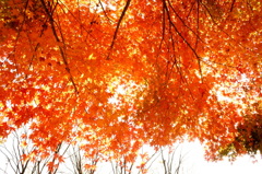 秋の透過光
