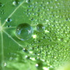 水玉