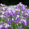菖蒲の森