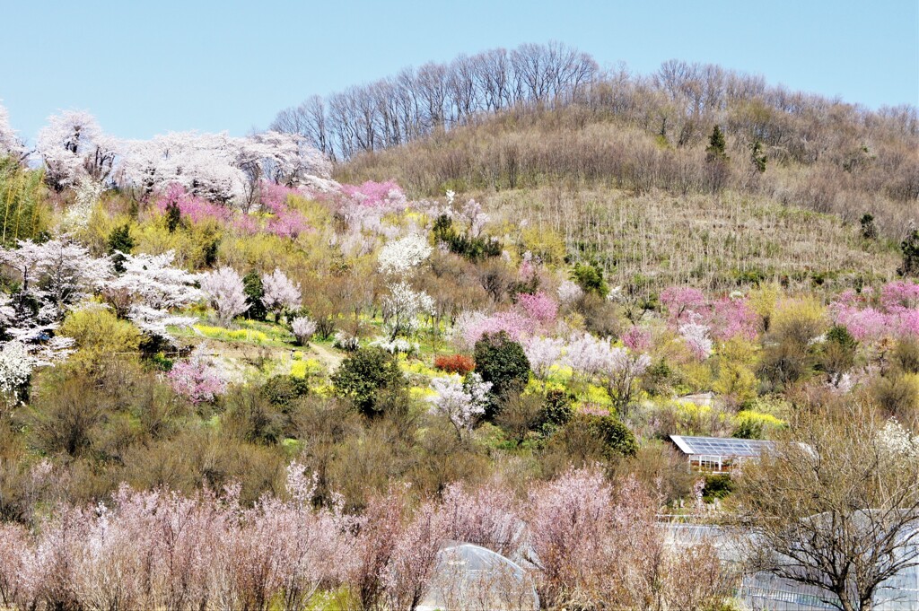 山笑う