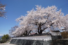 城壁と桜