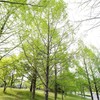 4月の緑