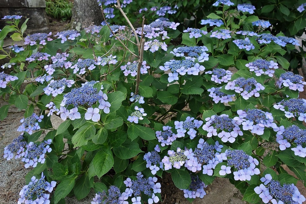 這う