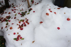 残雪と赤