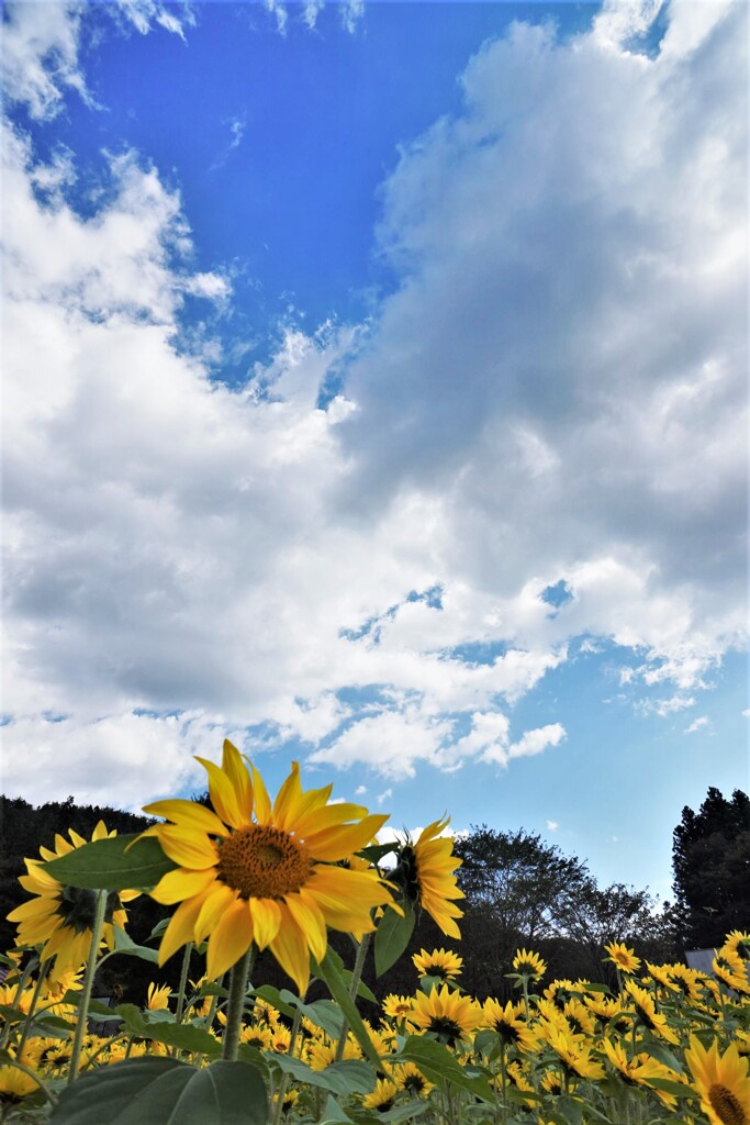 秋空と夏色