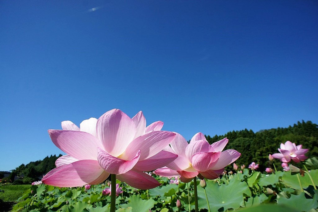 蓮の花