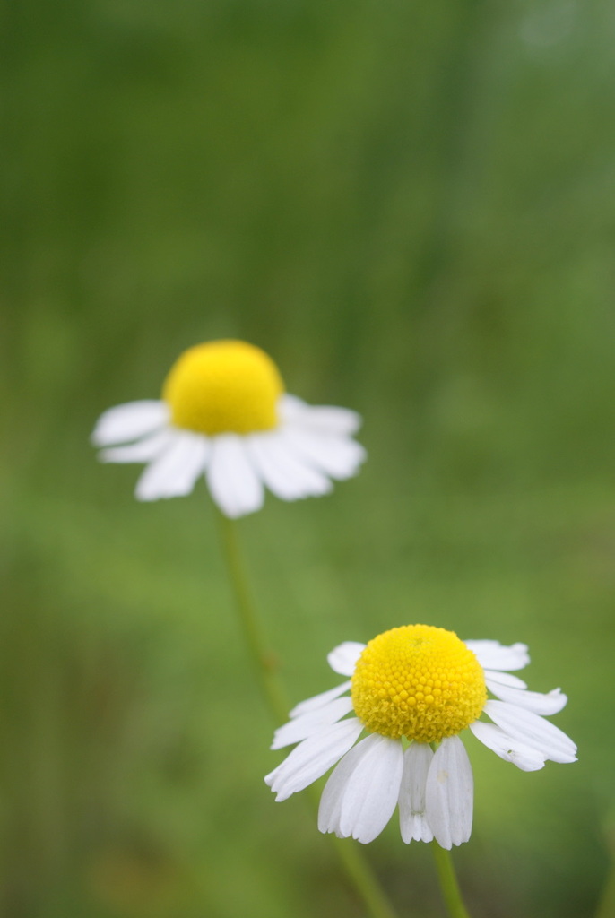 chamomile